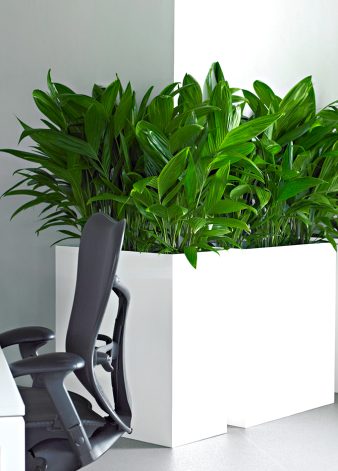 hoven-landscaping-interieurbeplanting-voor